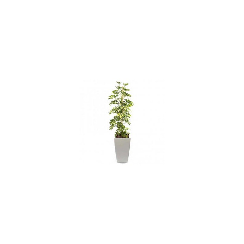 Planta Natural Shefflera com 150 cm - Shefflera