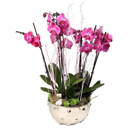 Orquídea rosa para presente requintado - JARDIM de ORQUÍDEAS