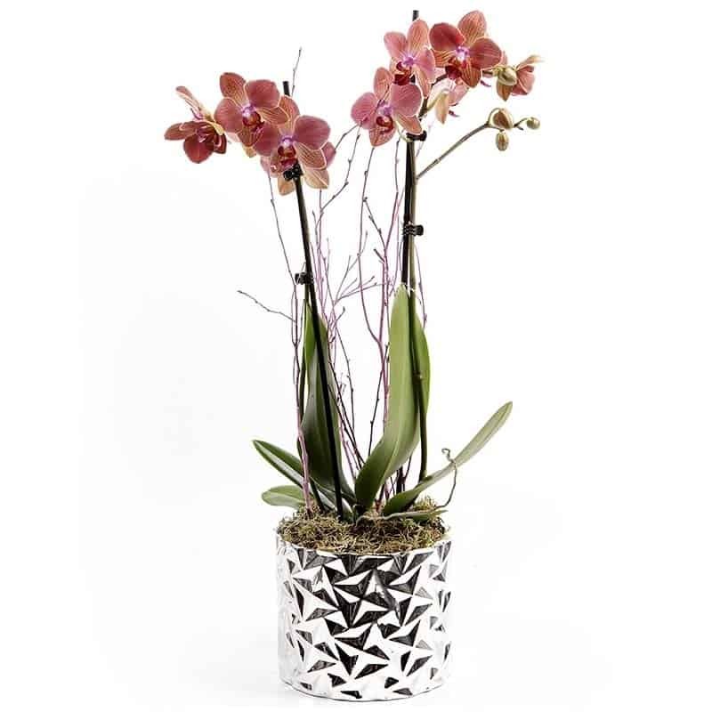 Vaso com Orquídea Phalanopsis - ORQUÍDEA da FELICIDADE