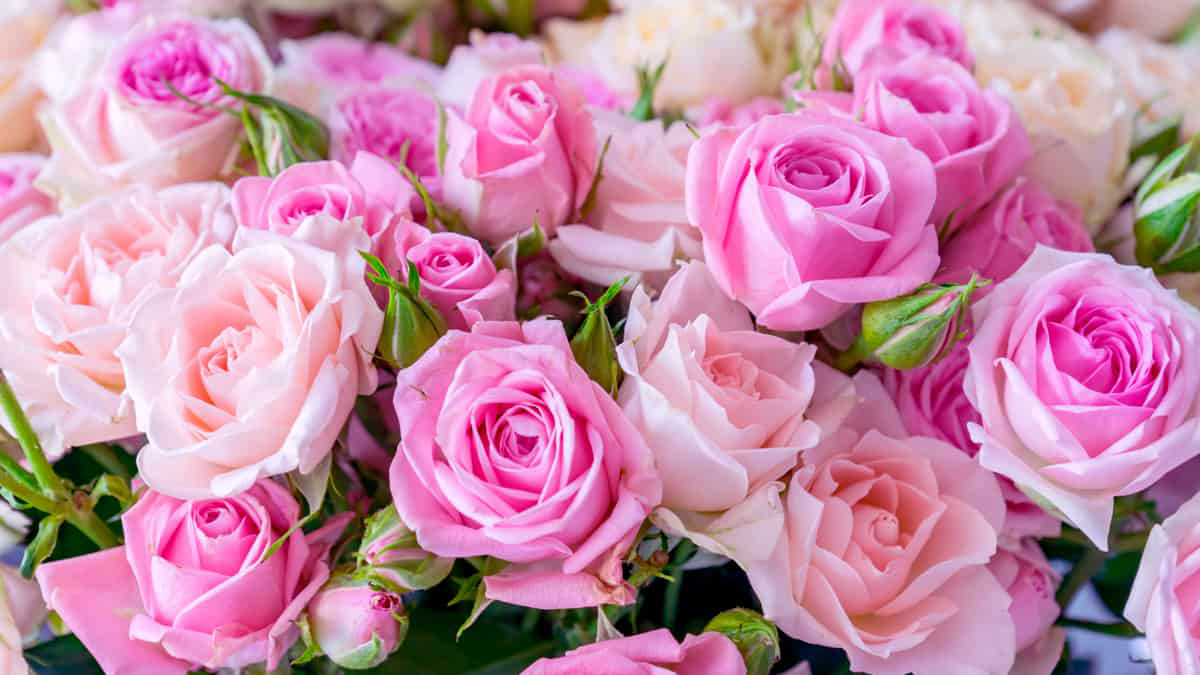 Cores de Rosas e seus Significados na hora de oferecer flores